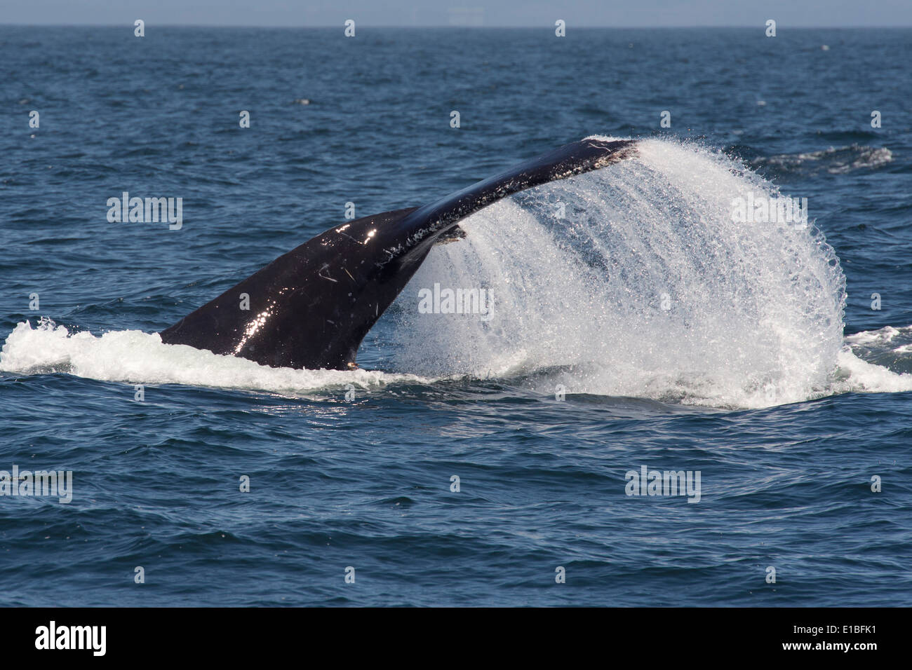 Baleine à bosse (Megaptera novaeangliae) lob-tailing. Monterey, Californie, l'océan Pacifique. Banque D'Images