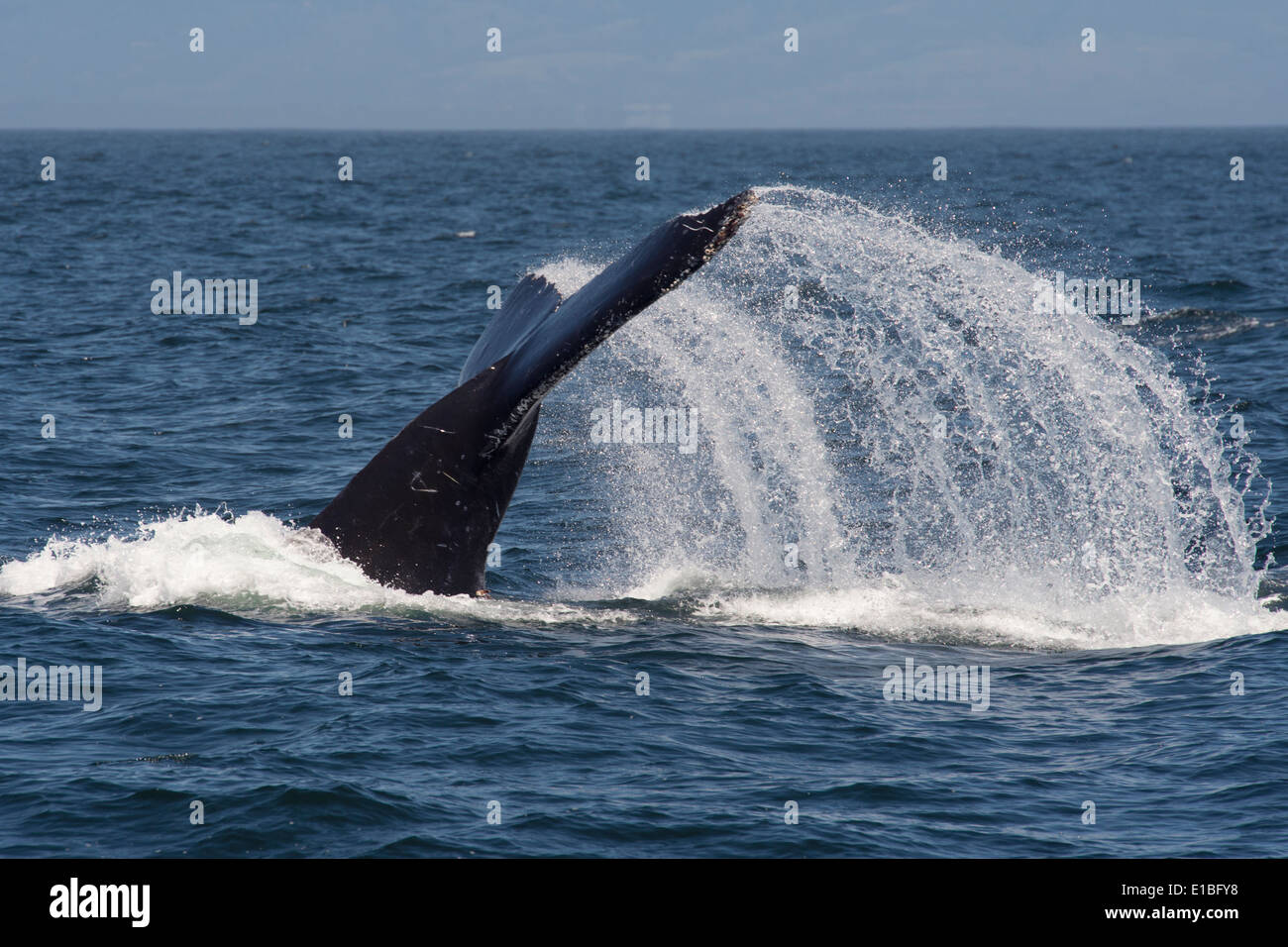 Baleine à bosse (Megaptera novaeangliae) lob-tailing. Monterey, Californie, l'océan Pacifique. Banque D'Images