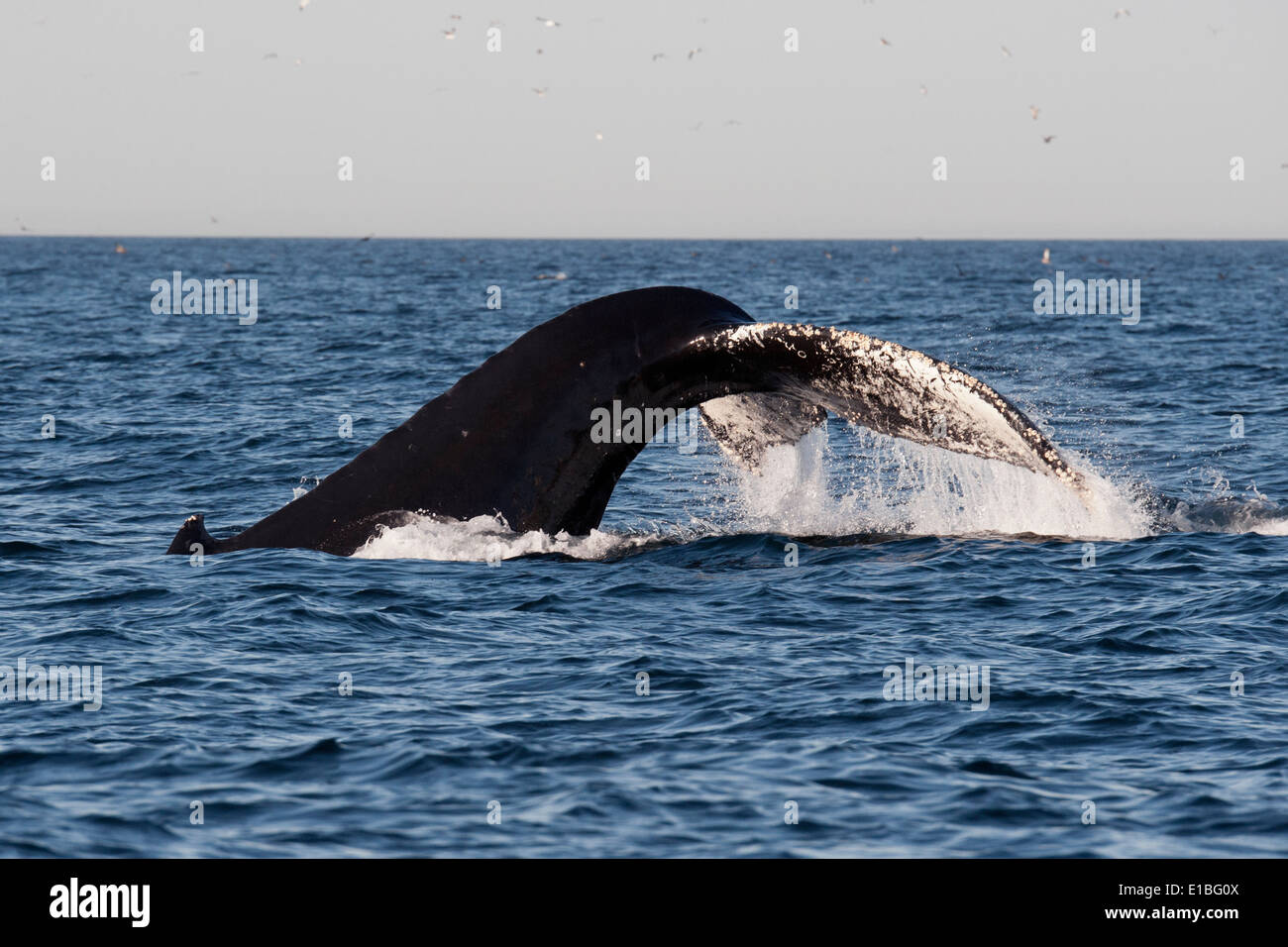 Baleine à bosse (Megaptera novaeangliae) fluking. Monterey, Californie, l'océan Pacifique. Banque D'Images