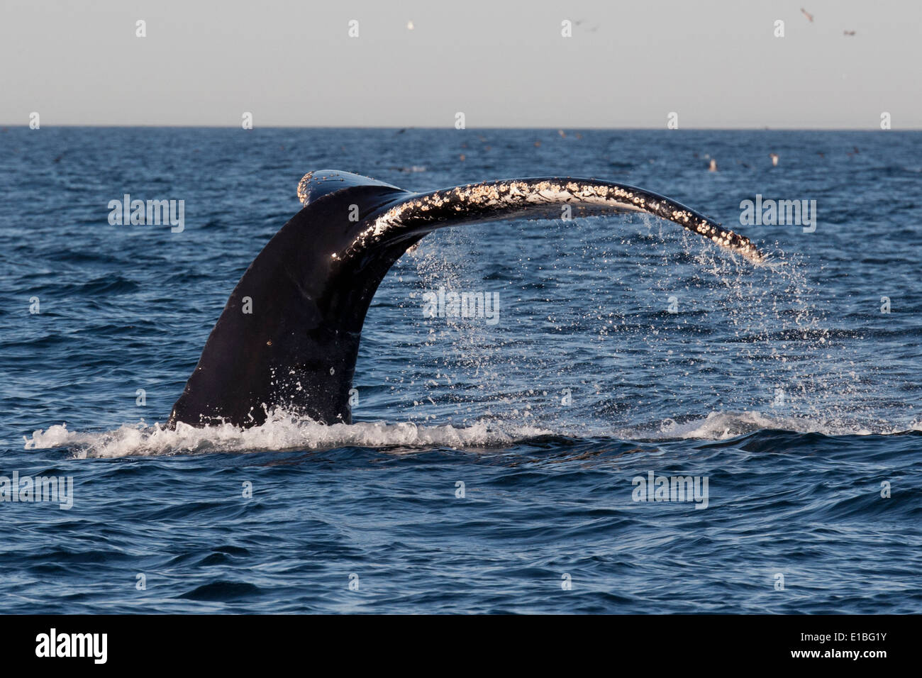 Baleine à bosse (Megaptera novaeangliae) fluking. Monterey, Californie, l'océan Pacifique. Banque D'Images