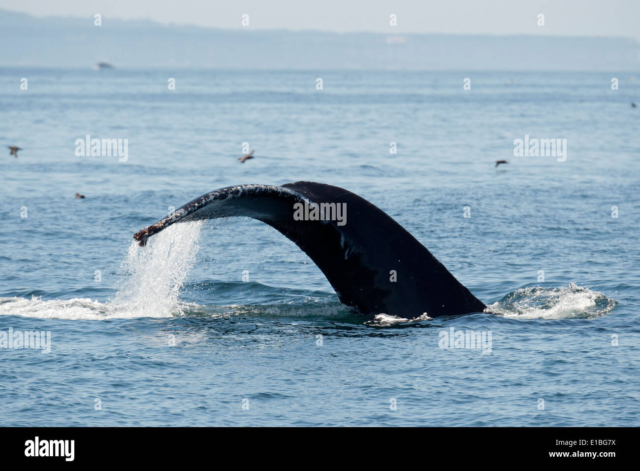 Baleine à bosse (Megaptera novaeangliae) fluking. Monterey, Californie, l'océan Pacifique. Banque D'Images