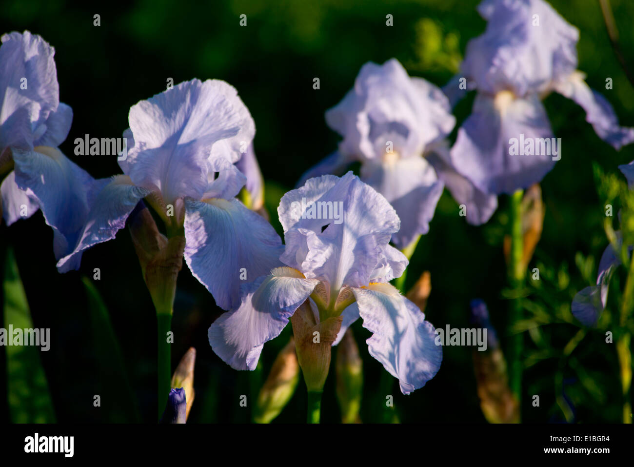 Un close-up d'Iris 'Jane' Philips dans le Extneding espace jardin à la RHS Chelsea Flower Show, London, UK Banque D'Images