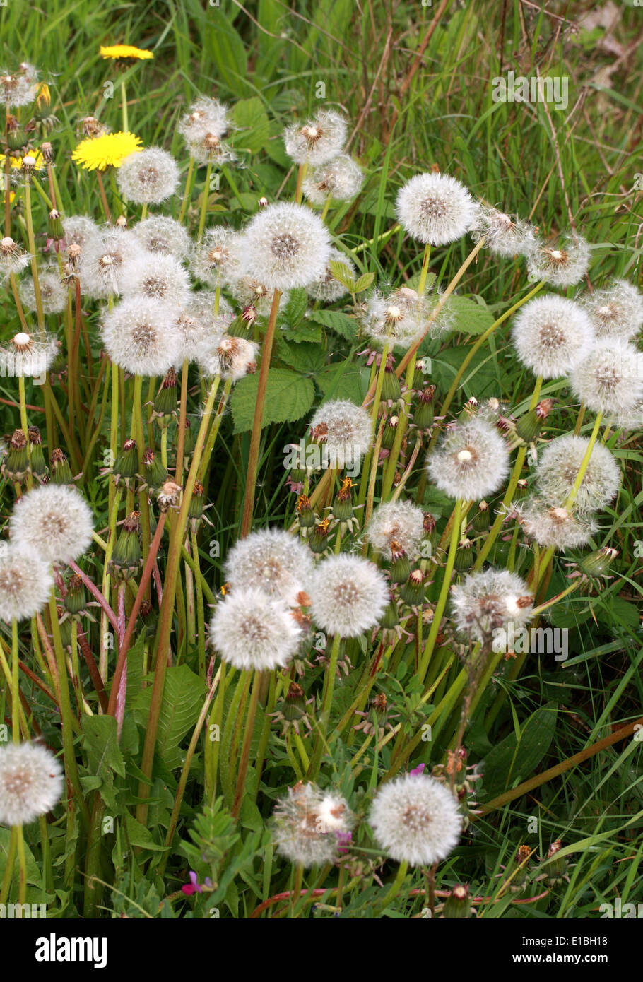 Graines de pissenlit, Taraxacum officinale Sect Vulgaria, de la famille des Astéracées. Banque D'Images