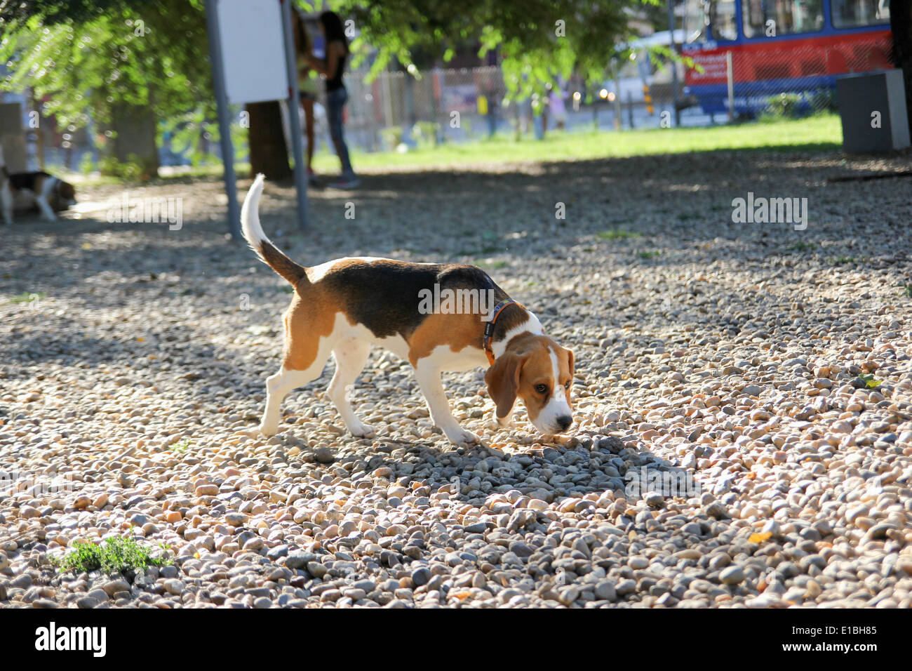 Beagle chiot mignon siffing à sunny park Banque D'Images