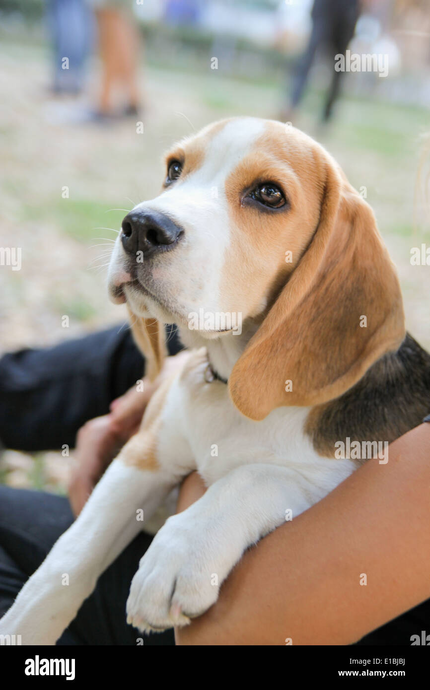 Beagle chiot mignon serrant dans les bras Banque D'Images