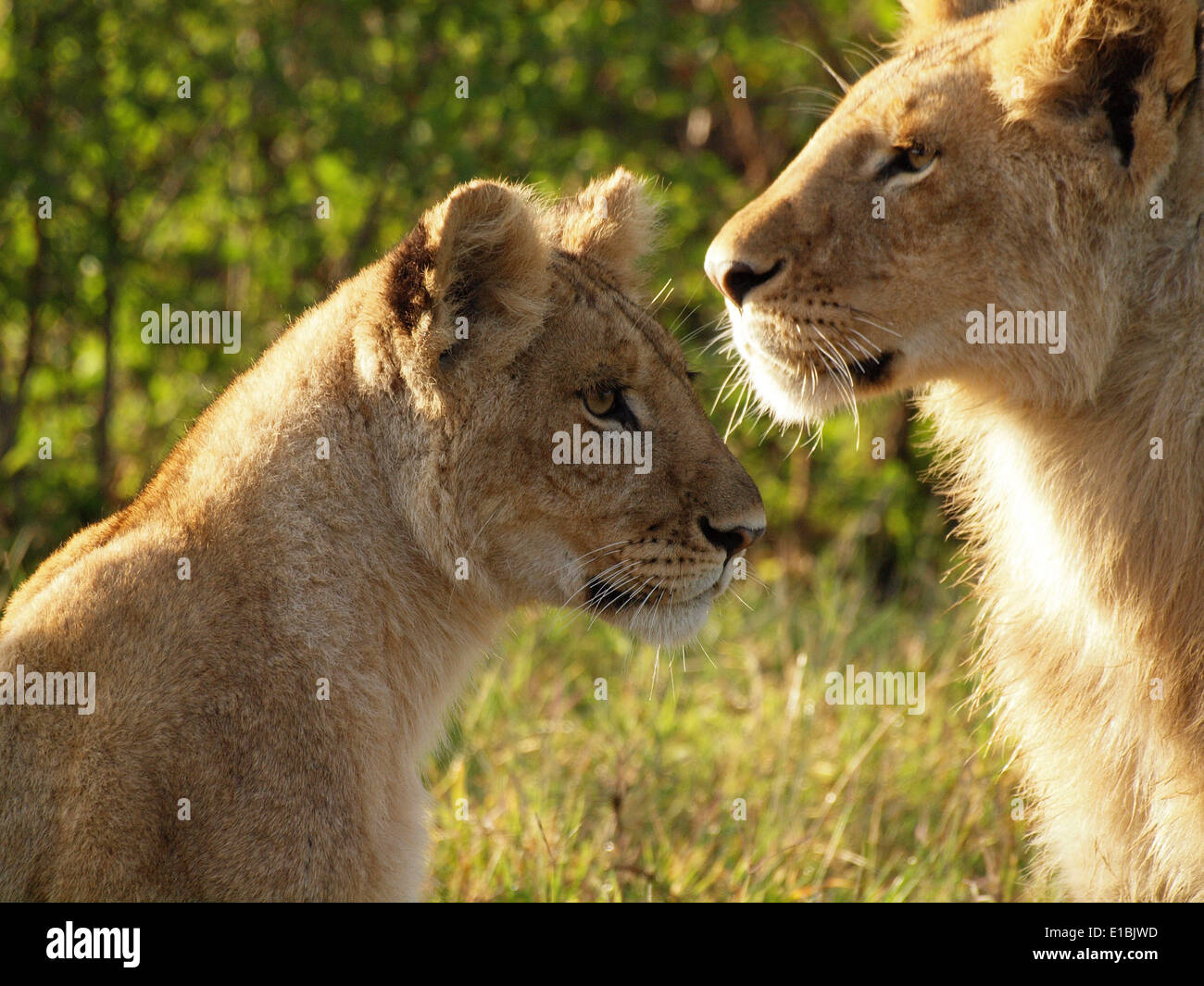 Lioness (Panthera leo) dans le profil de regarder attentivement des proies dans le Masai Mara avec les jeunes Frères des Hommes à l'autre manière Banque D'Images