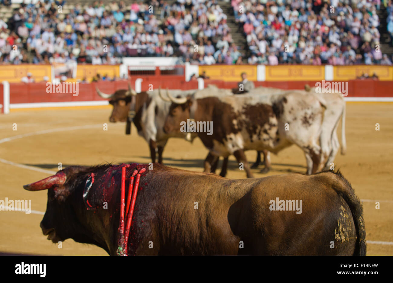 Tha les vaches sont dans le bulllring afin de retourner la corrida à corral Banque D'Images
