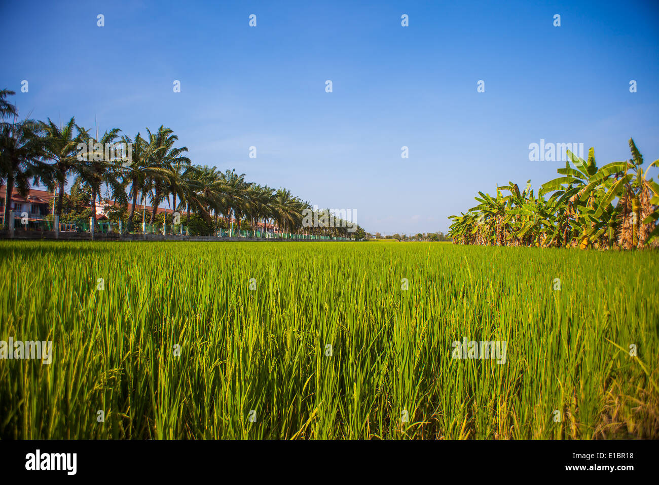 Les semis de riz en Thaïlande sur le terrain Banque D'Images