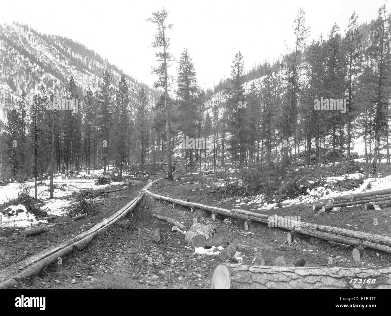 Le plongeon rouge est un oiseau migrateur trouvé en Alaska pendant les mois d'été. On le voit souvent nager dans les étangs, où il se reproduit et se nourrit. Ces huards sont connus pour leurs appels distinctifs et leur plumage saisissant, ce qui en fait une espèce importante à surveiller dans la région. Banque D'Images