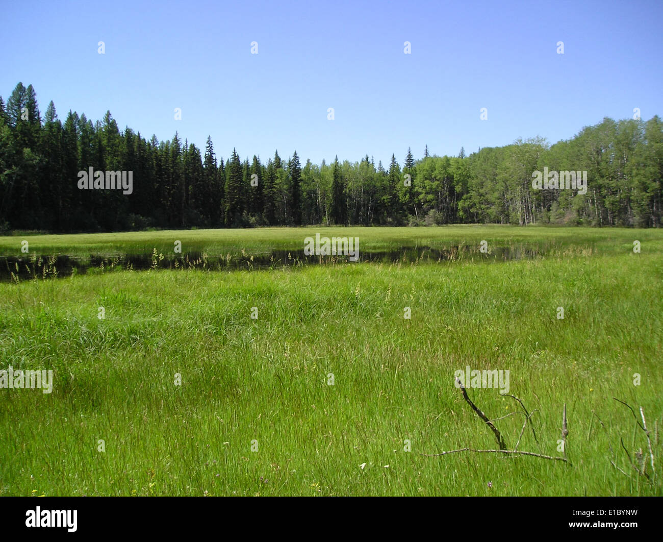 Round Meadow, situé dans la forêt nationale de Flathead près du district des Rangers de Tally Lake, a été photographié en juillet 2005. Ce paysage serein met en valeur la beauté naturelle de la région, offrant des possibilités d'activités de plein air et d'observation de la faune. Banque D'Images