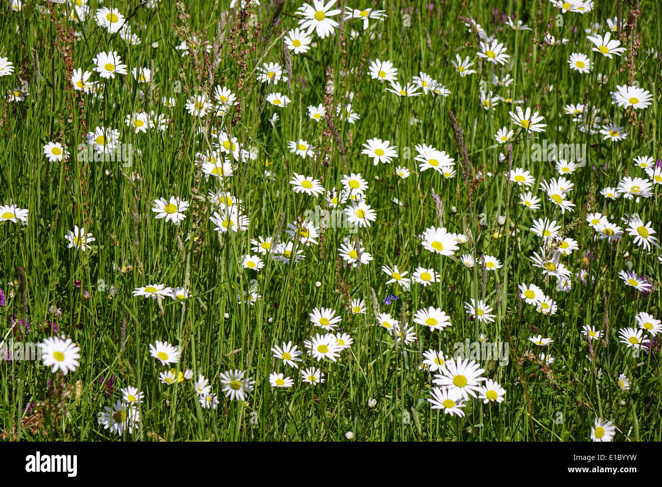 Wiese mit Magerwiesen-Margeriten (Leucanthemum vulgare), Wiesen-Margerite Wiesen-Wucherblume oder auch, Deutschland, Europa Banque D'Images