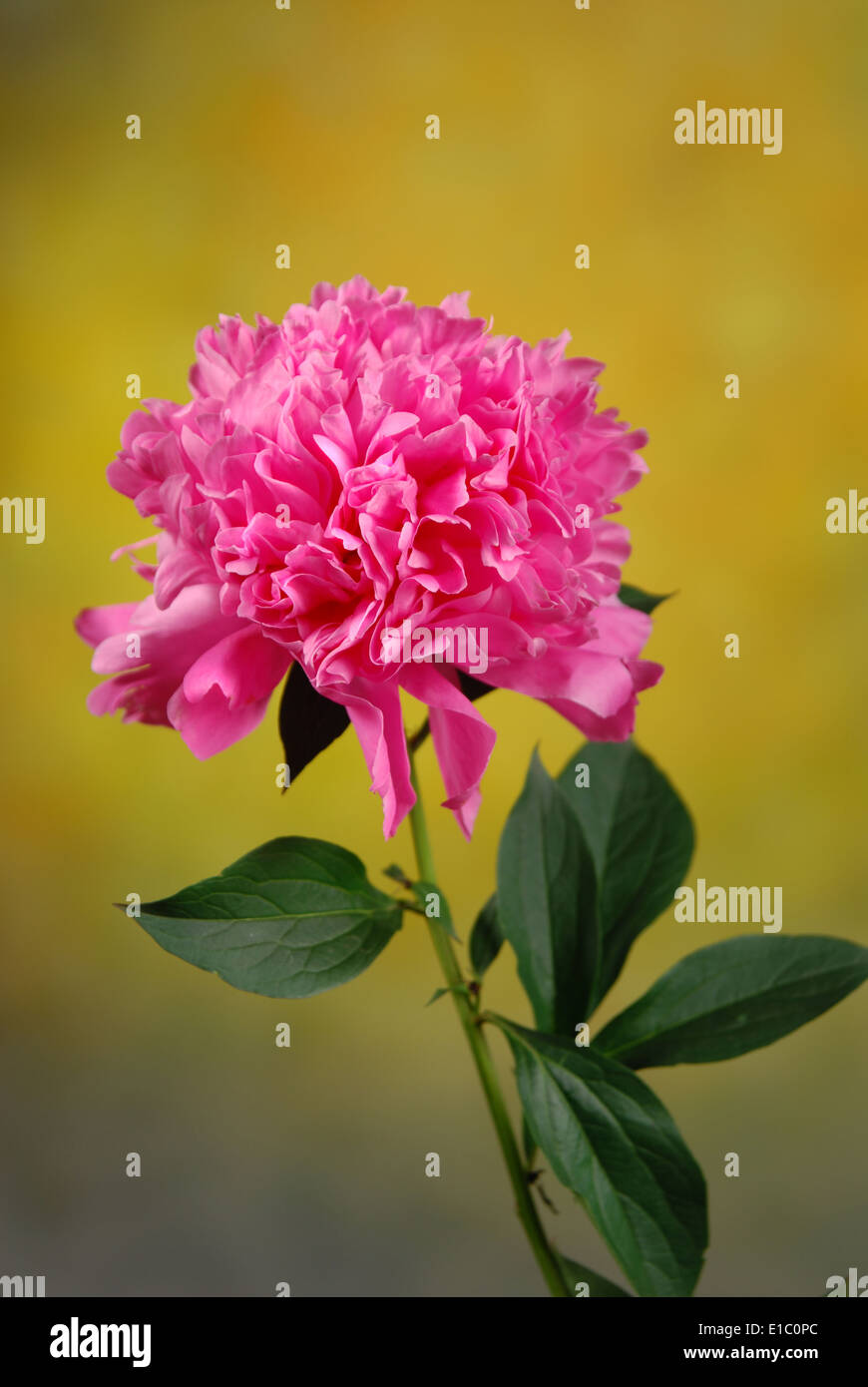 Pivoine rose fleur simple en close-up Banque D'Images