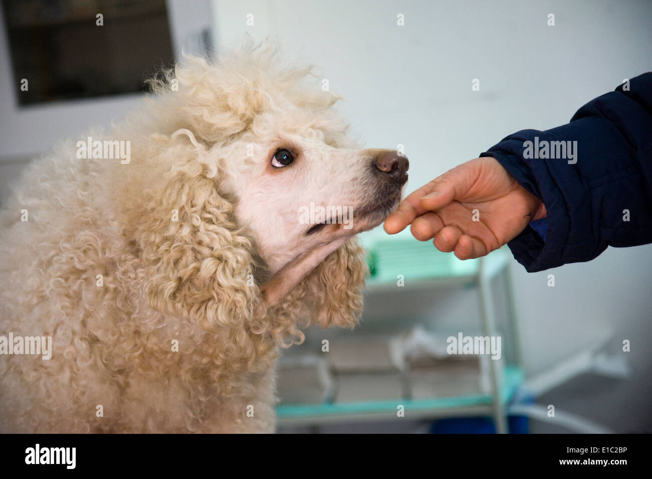 Poodle être réconforté au vets Banque D'Images