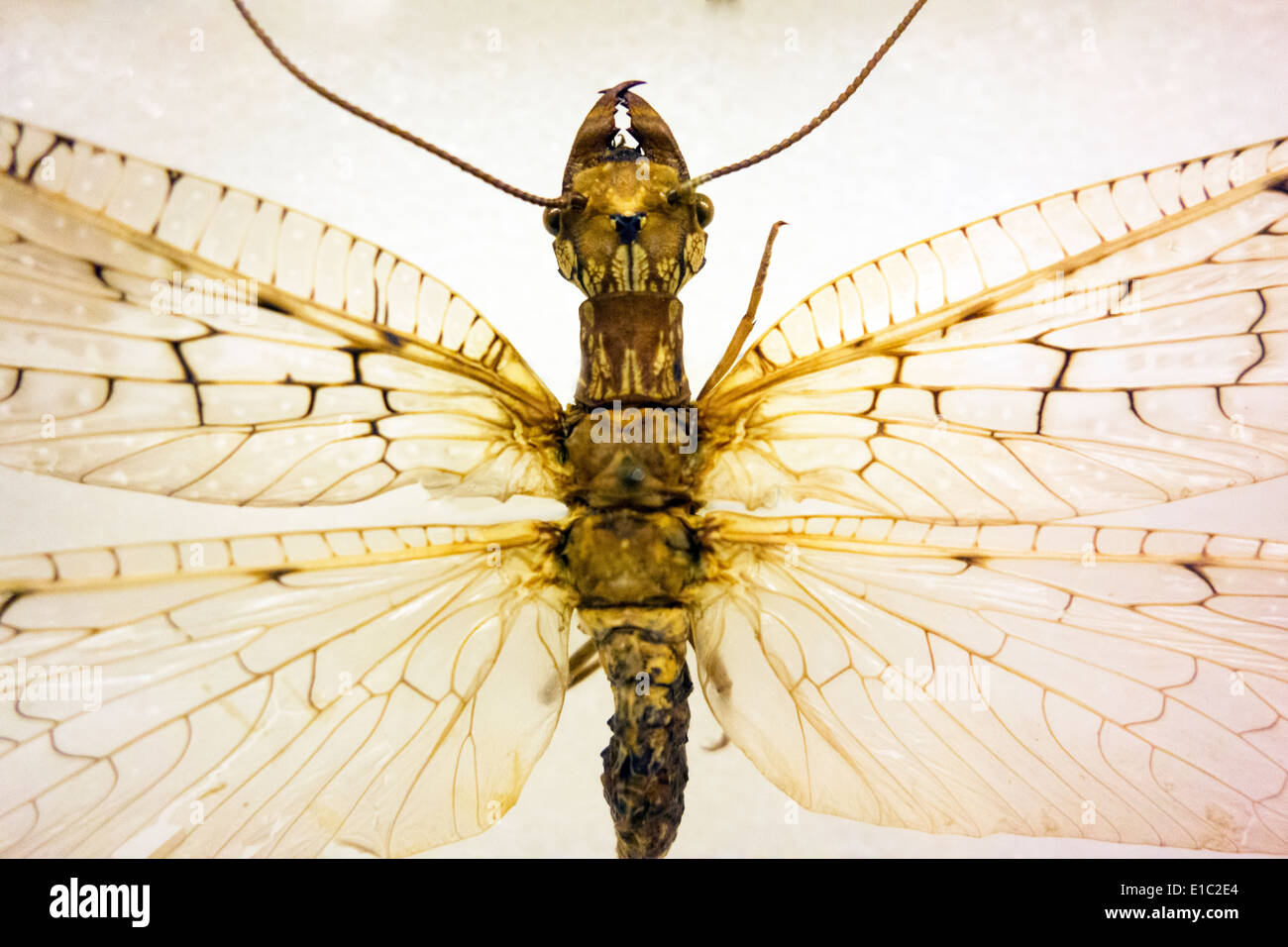 Carnegie Museum of Natural History de Pittsburgh PA Banque D'Images