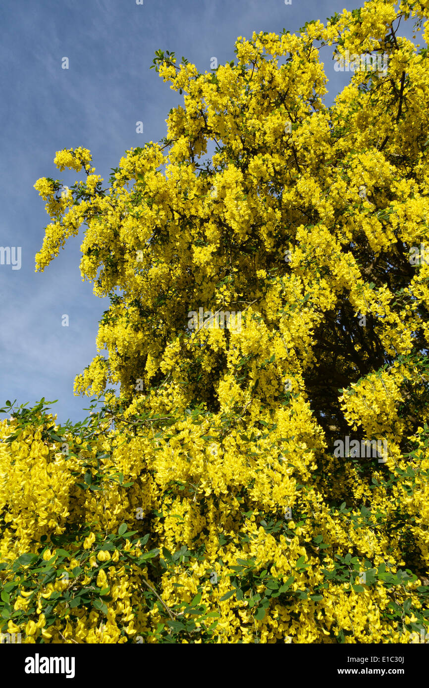 Un arbre (Laburnum anagyroides laburnum, également connu sous le nom de chaîne d'or) en pleine floraison au début de l'été, UK Banque D'Images