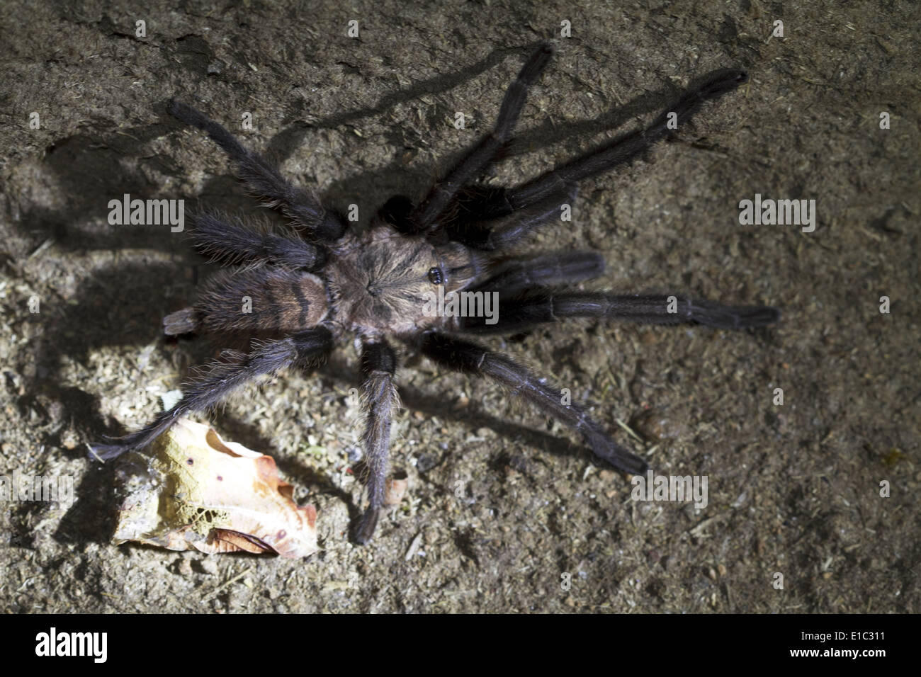 Tarantula spider, Dandeli Anshi Tiger Reserve, Karnataka, Inde Banque D'Images