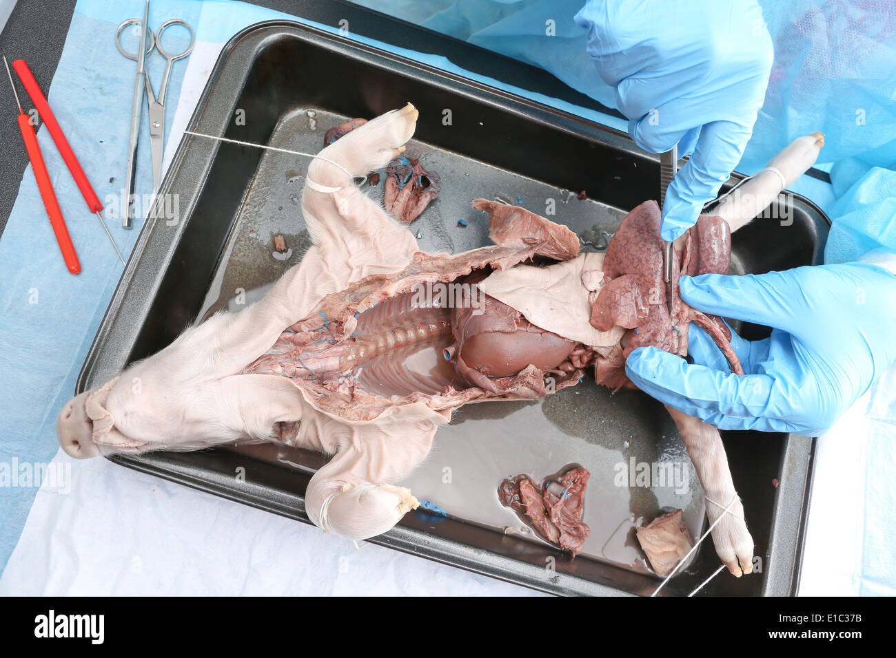 Les poumons du foetus de porc disséqué par des étudiants en médecine dans le cours d'anatomie Banque D'Images