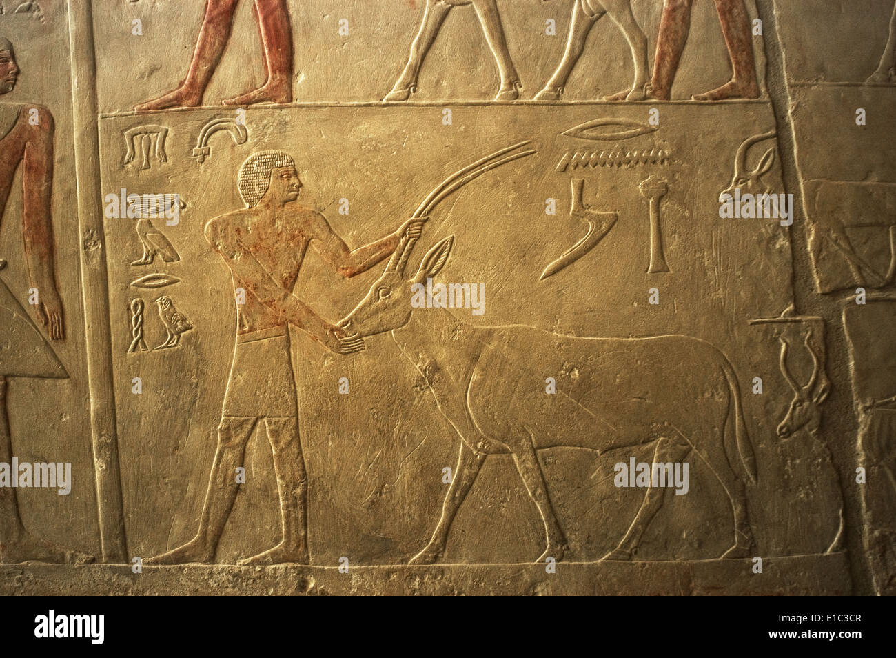 Mastaba de Ptahhotep et Akhethotep. 5ème dynastie. Relief représentant une figure masculine avec une antilope. Saqqara. L'Égypte. Banque D'Images