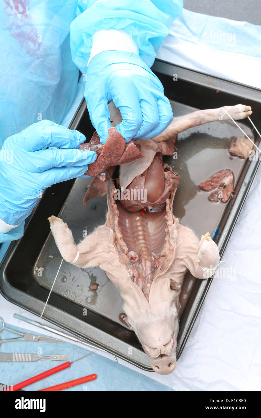 Étudiant en médecine en classe une dissection de la physiologie, de foetus de porc montrant les organes internes Banque D'Images