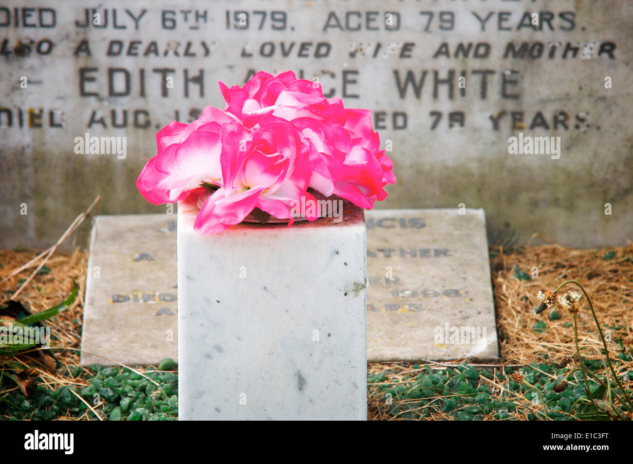 Fleur rose sur la tombe devant l'épitaphe sculpté dans la pierre Banque D'Images