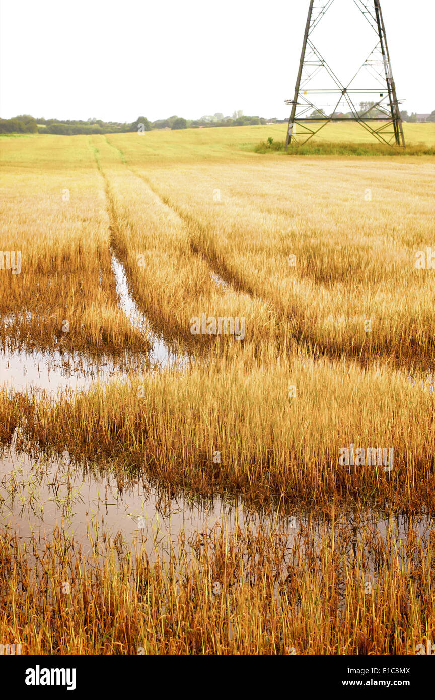 Des cultures agricoles ruinés par les inondations après de fortes pluies Banque D'Images