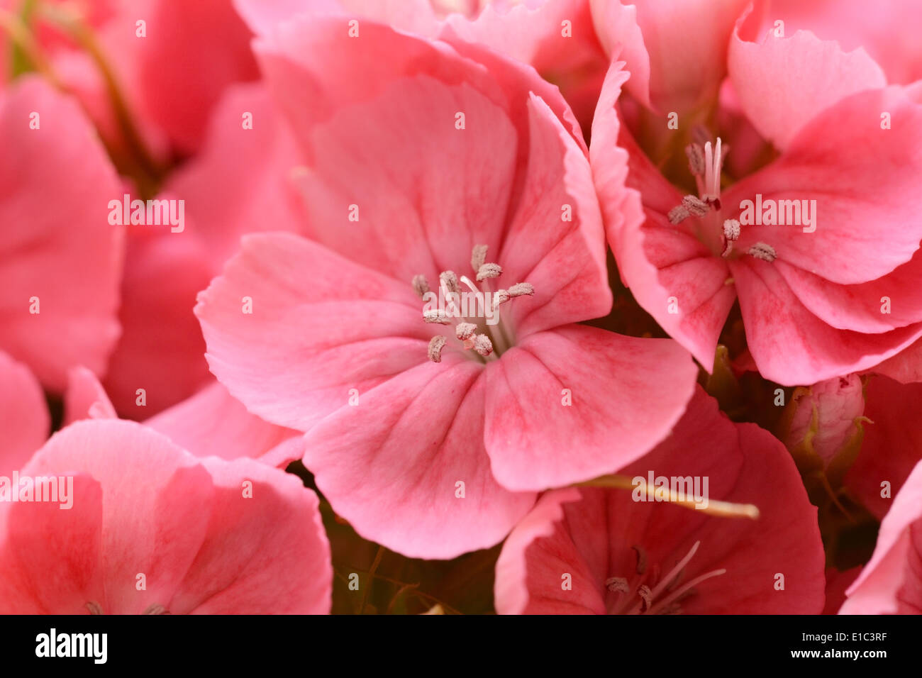 La macro de pétales et les étamines des fleurs rose sweet william Banque D'Images
