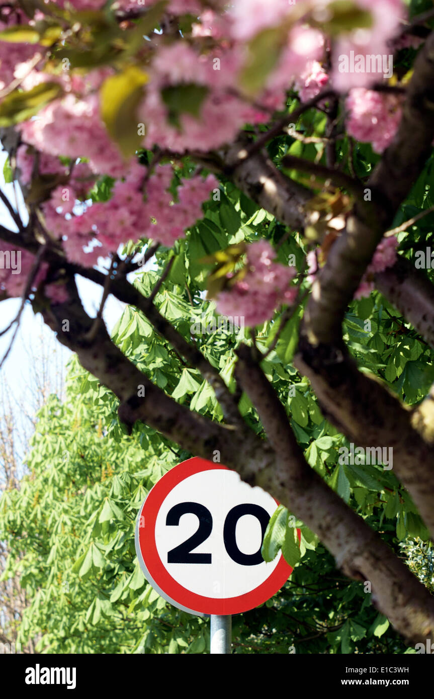 Panneau de limite de vitesse et fleurs de printemps sur la route rurale Banque D'Images