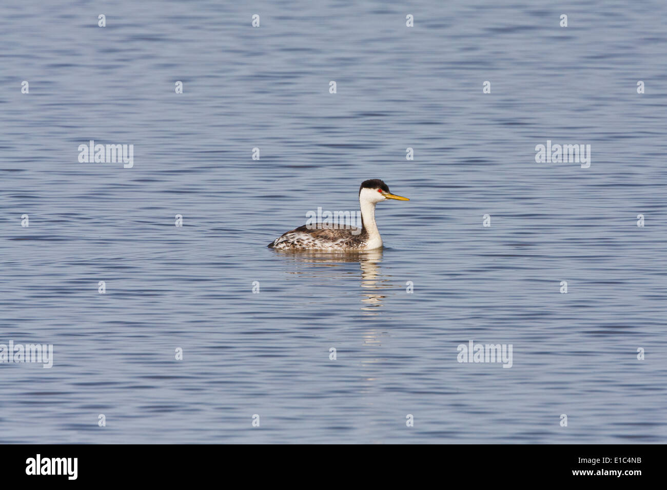 Grèbe élégant flottant sur l'eau calme d'un lac en pointant vers la droite avec de petites ondulations. Banque D'Images