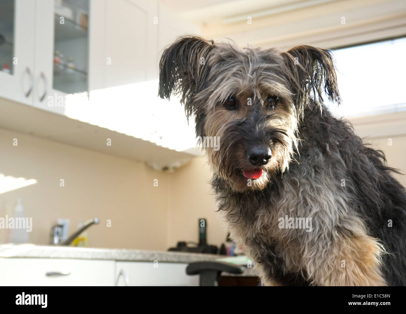 Chien bâtard hirsute au vets Banque D'Images