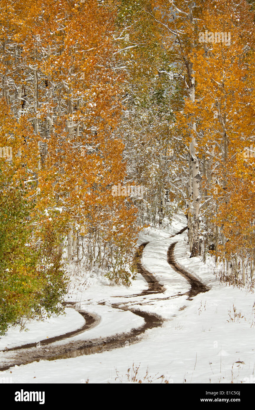 Une route dans les montagnes Uinta, avec la lumière de la neige au sol. Banque D'Images