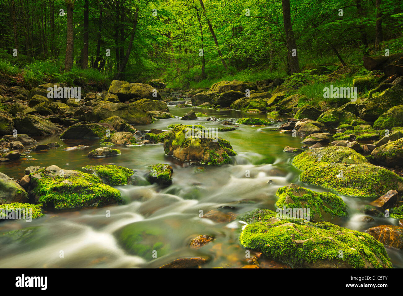Une rivière à travers une forêt luxuriante dans les Ardennes, en Belgique. Banque D'Images