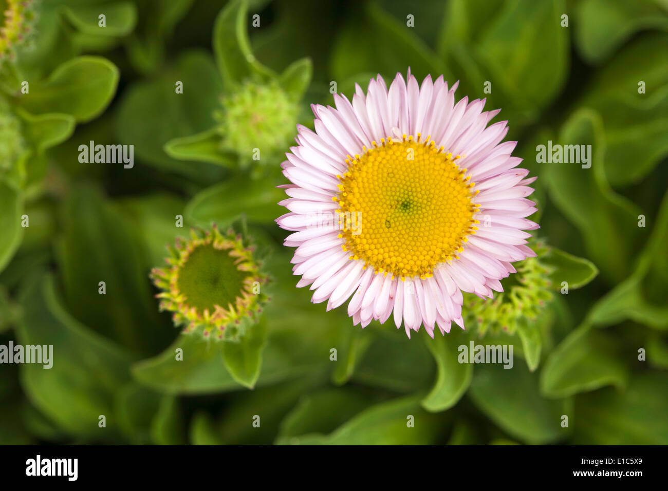 Bellis perennis Banque D'Images