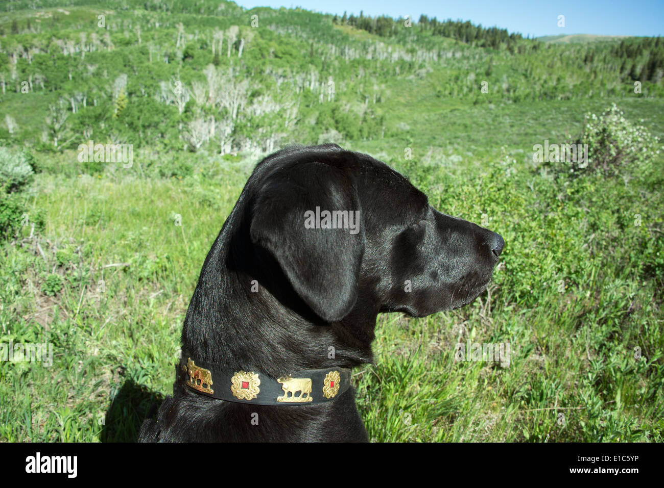 Un chien labrador noir dans les hautes herbes de prairie. Banque D'Images