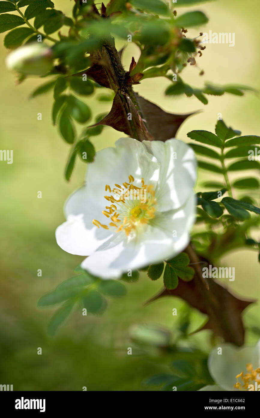 Rose soyeux Banque D'Images