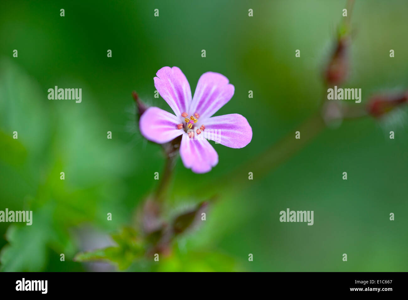 Herb Robert Banque D'Images