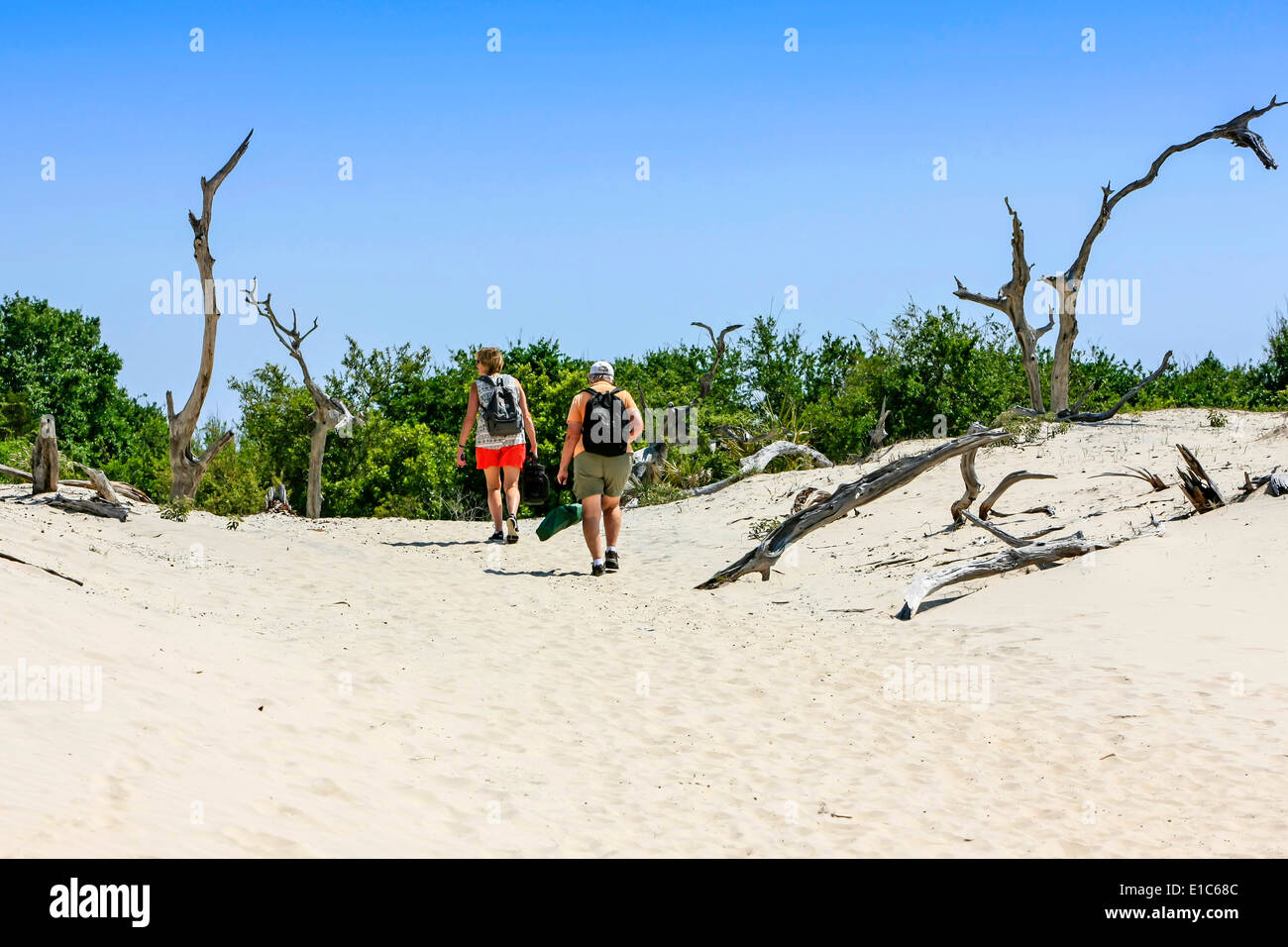 Les gens qui marchent à travers la forêt morte à la plage sur l'Île Cumberland GA Banque D'Images