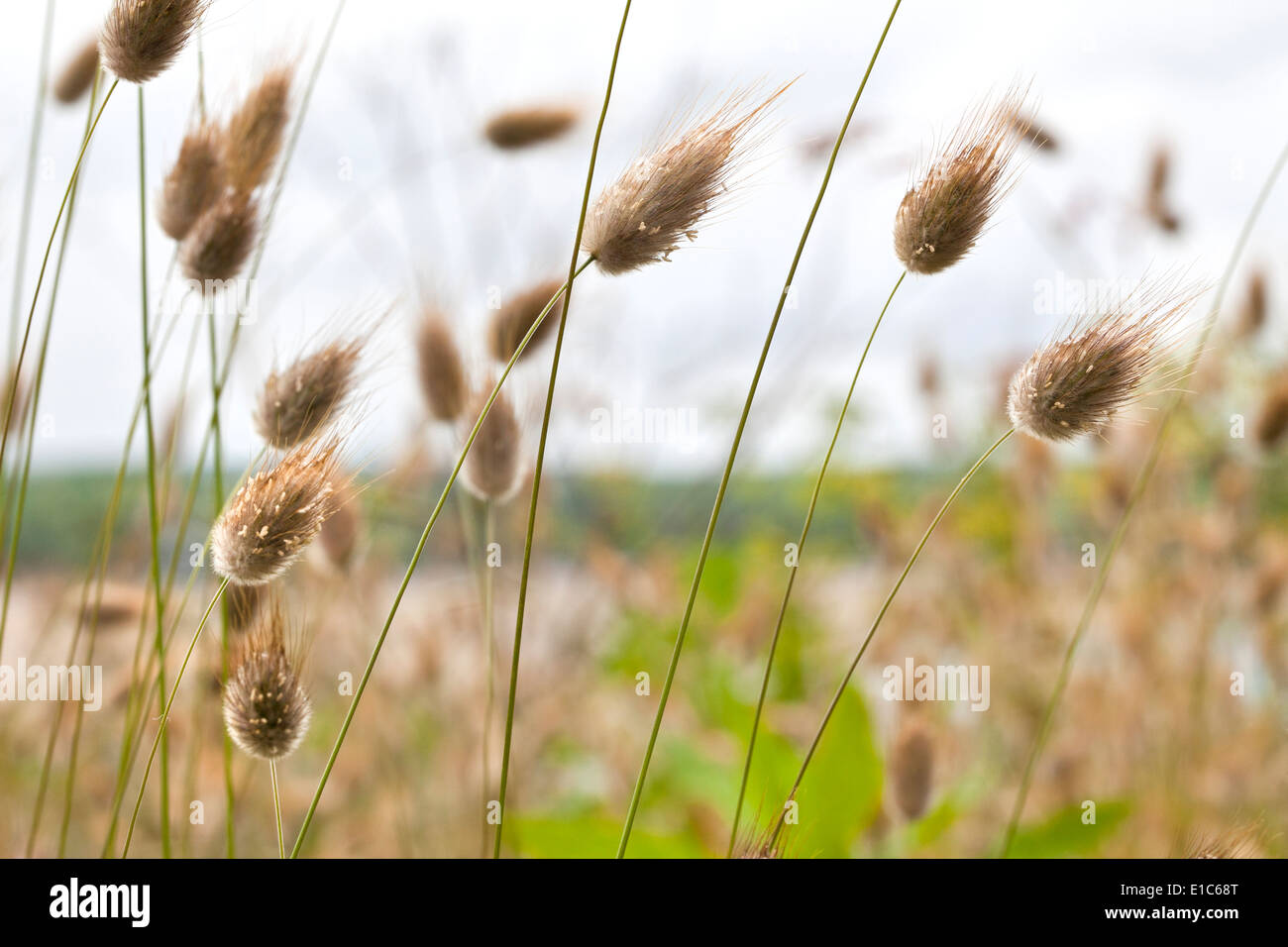 Bunny Tail Grass Banque D'Images