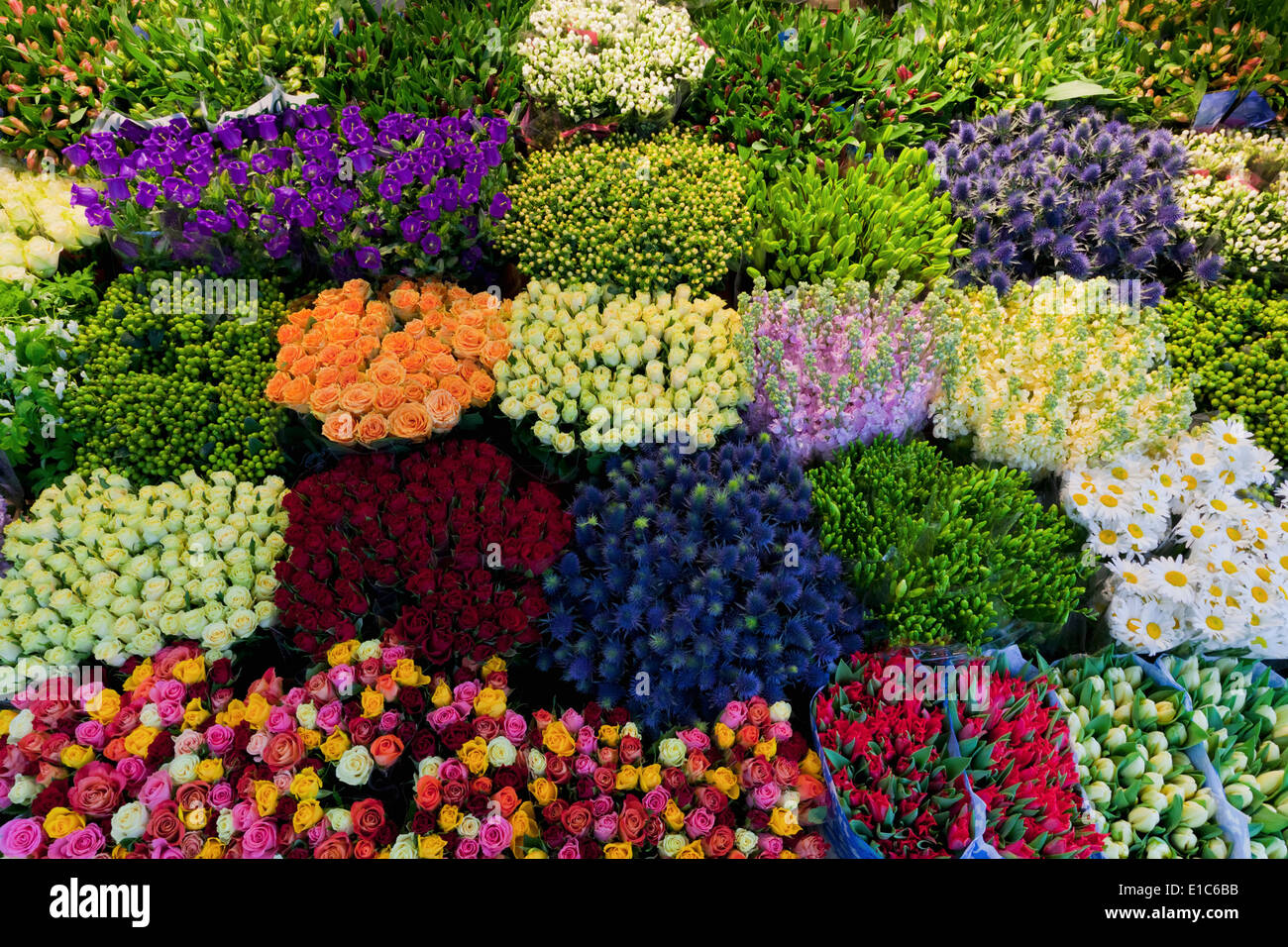 Fleurs colorées dans une boutique de fleuriste Banque D'Images