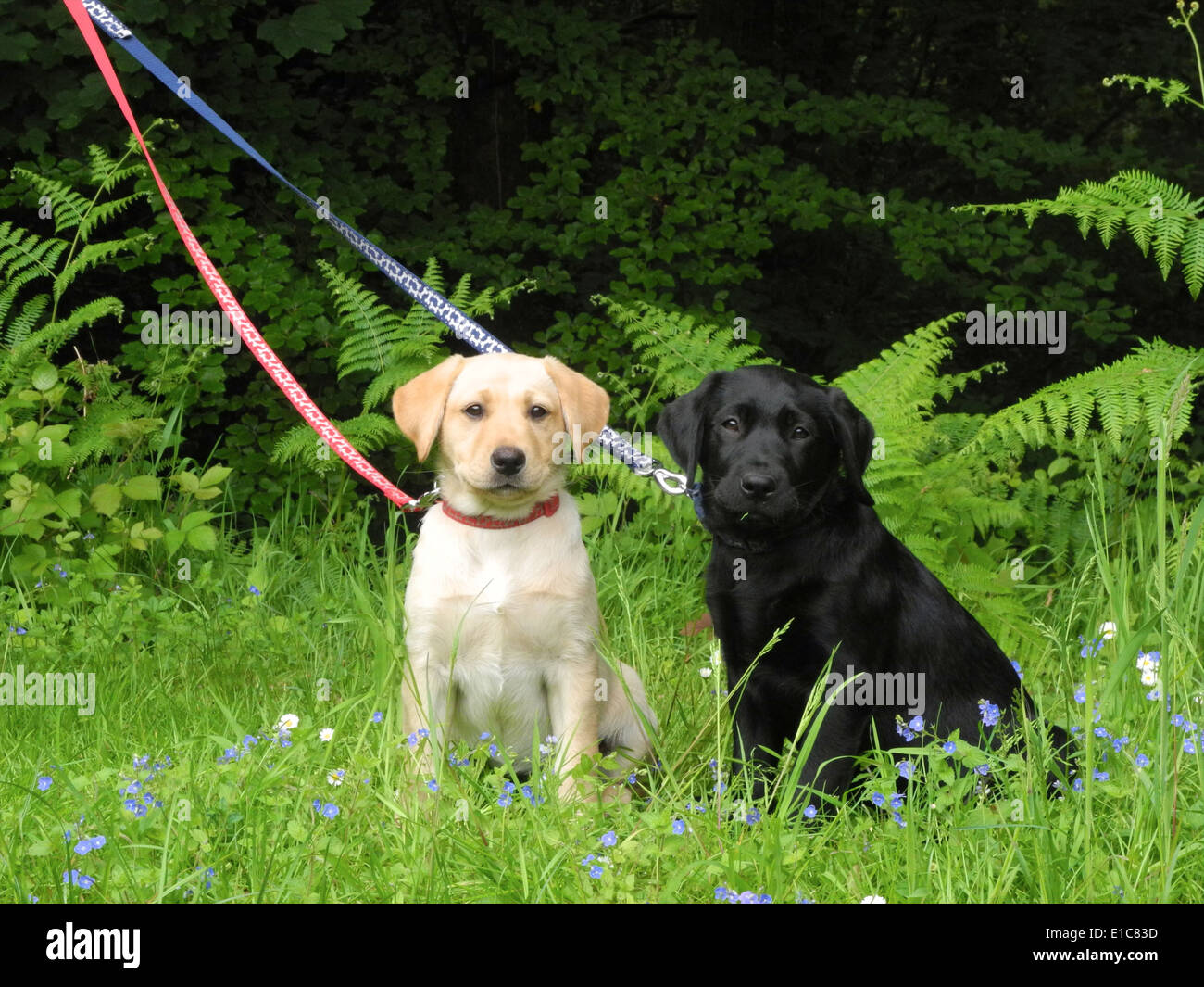 Labrador retriever puppies jeunes chiens (10 semaines d'âge) à la sortie pour la première fois. C'est un très joli joli paire de soeurs un noir et un jaune d'or Banque D'Images