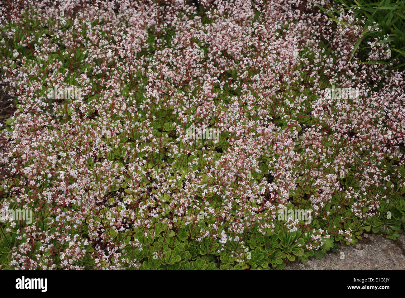 Saxifraga x urbium plante en fleur Banque D'Images