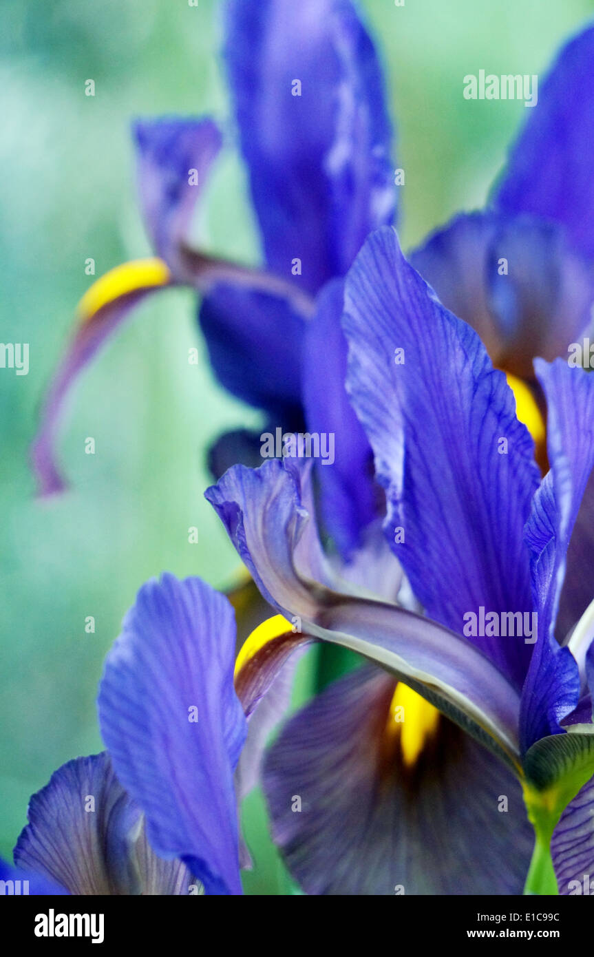 Un gros plan d'un iris bleu Banque D'Images