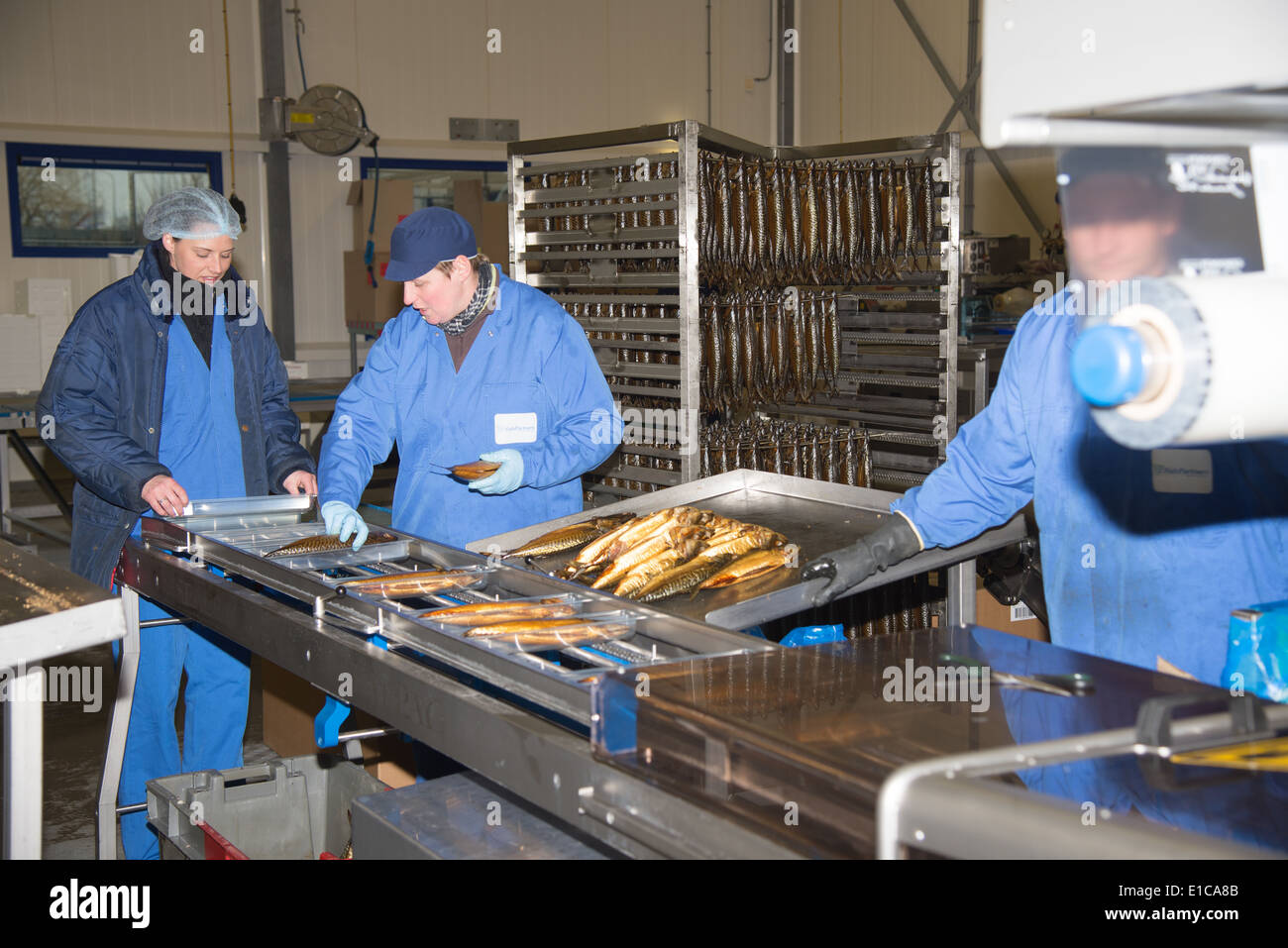 Les personnes à une ligne d'emballage du maquereau dans l'industrie de poisson de urk, les Pays-Bas Banque D'Images
