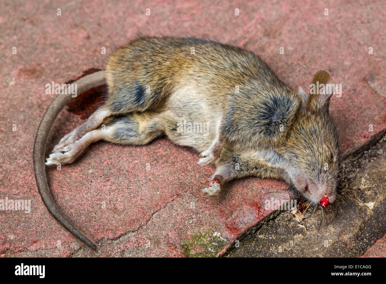 Close up de juvéniles morts rat brun (Rattus norvegicus) Banque D'Images