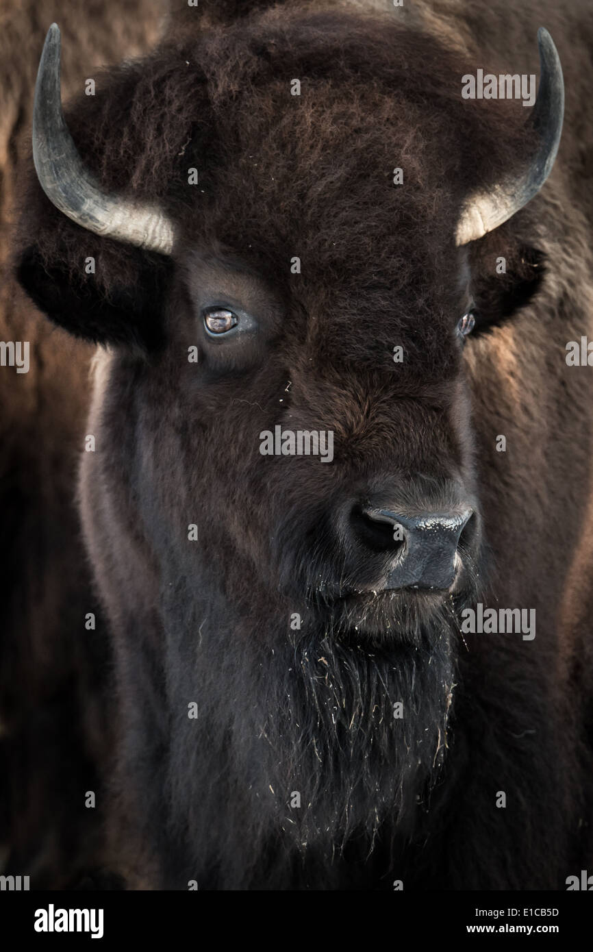 3/4 portrait de bison américain frontal Banque D'Images