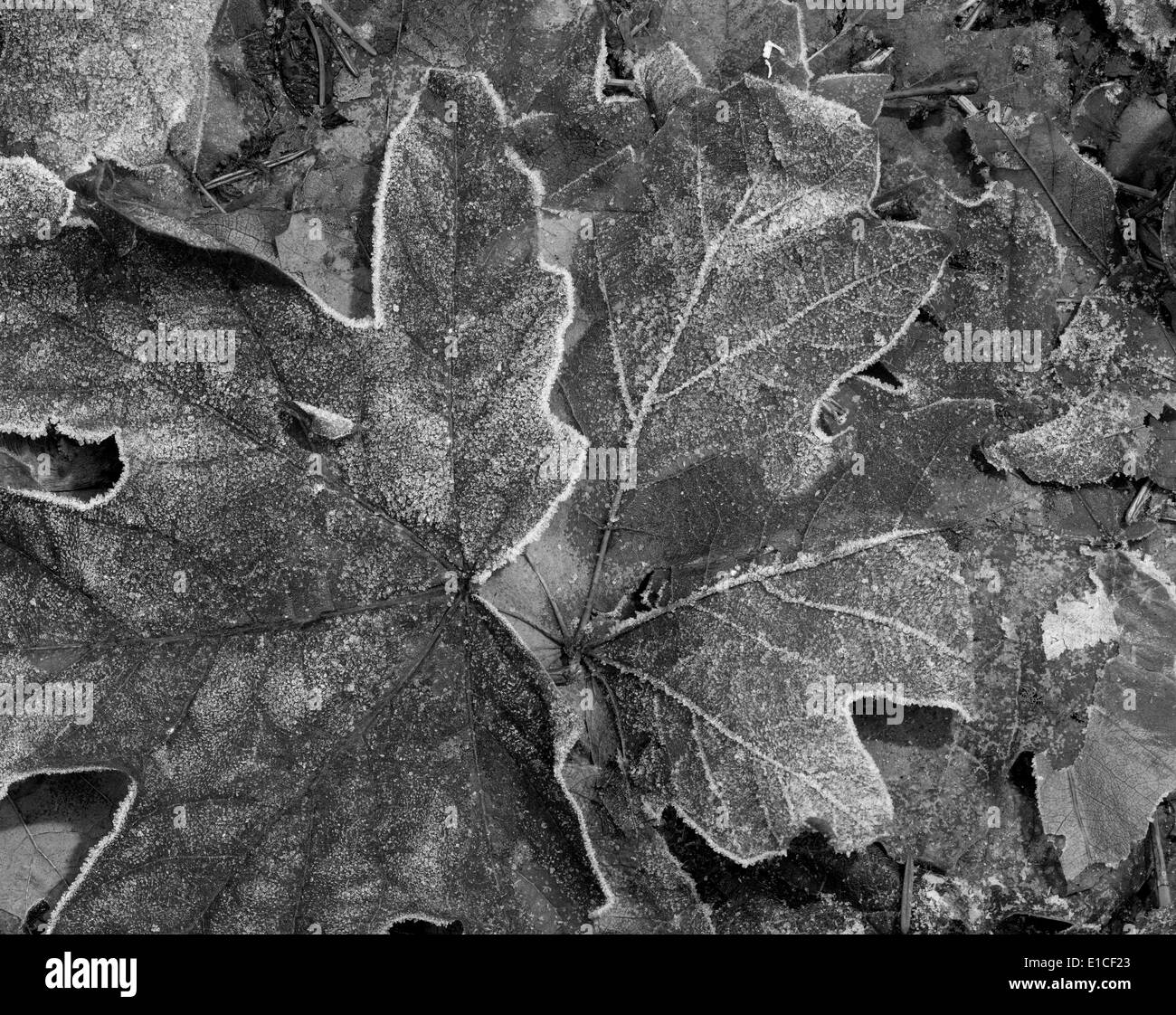 BW00545-00...WASHINGTON - feuilles d'érable givré dans la vallée de la rivière Methow. Banque D'Images