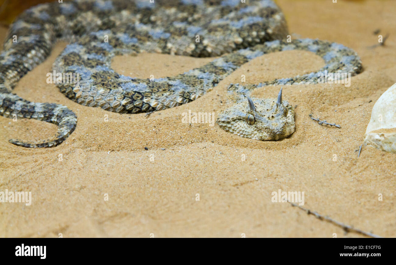 Saharienne (vipère à cornes Cerastes cerastes) dans le sable du désert du Néguev, en Israël. Banque D'Images