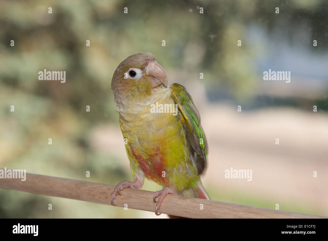 Conure à joues vertes (Pyrrhura molinae) perché sur une cheville en bois Banque D'Images