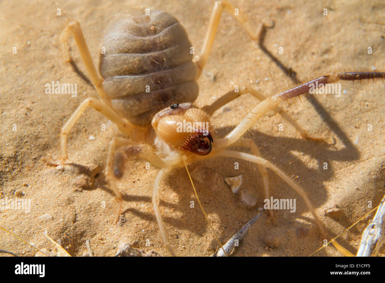 Grant's Camel Spider, ou sun spider, ou le vent, ou Scorpion solifuge (Galeodes granti) dans désert du Néguev, en Israël. Banque D'Images