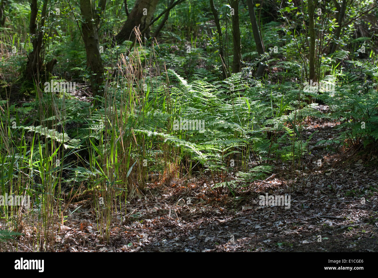 Buckler Fern (Dryopterus sp. ). Une partie de la flore, Calthorpe NNR Large, Norfolk. L'East Anglia. UK Banque D'Images