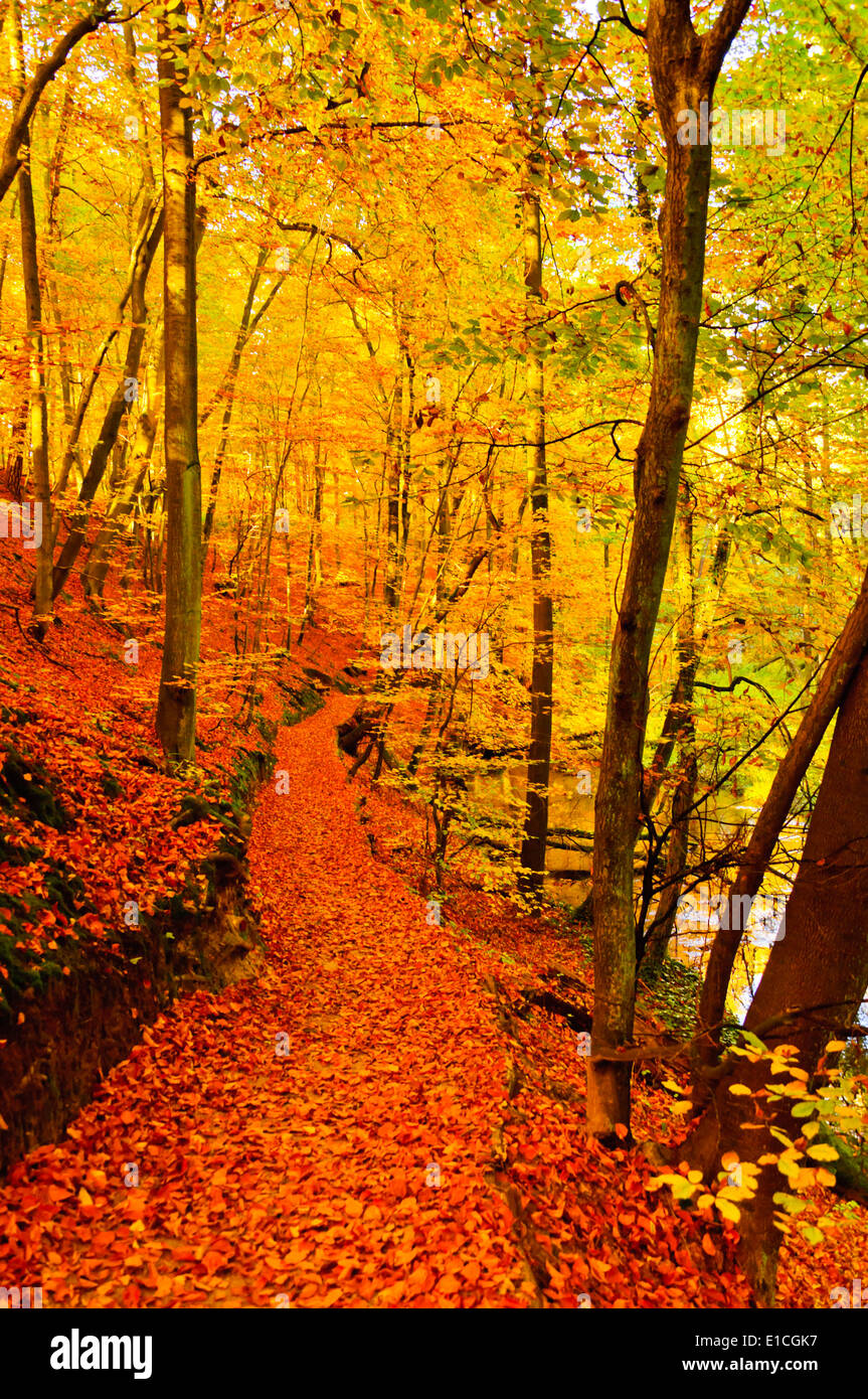 Sentier de marche en forêt automne Schlaubetal, couleurs vives feuilles colorées de lumière soleil vacances voyage Banque D'Images